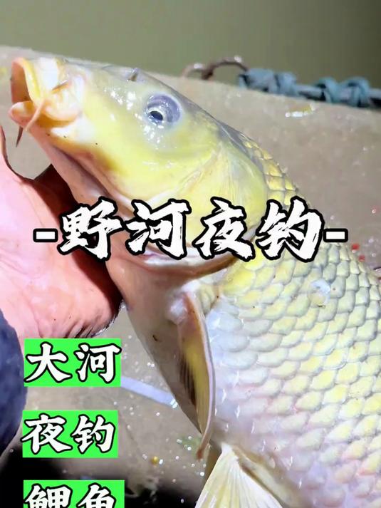 深秋晚上钓鲤鱼技巧视频(深秋如何夜钓鲤鱼)