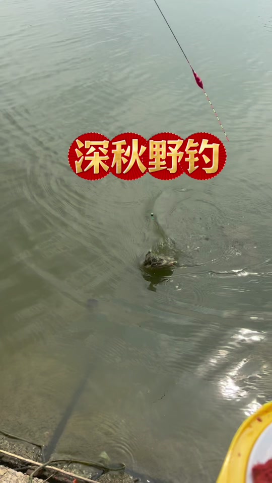 深秋晚上钓鲤鱼技巧视频(深秋如何夜钓鲤鱼)