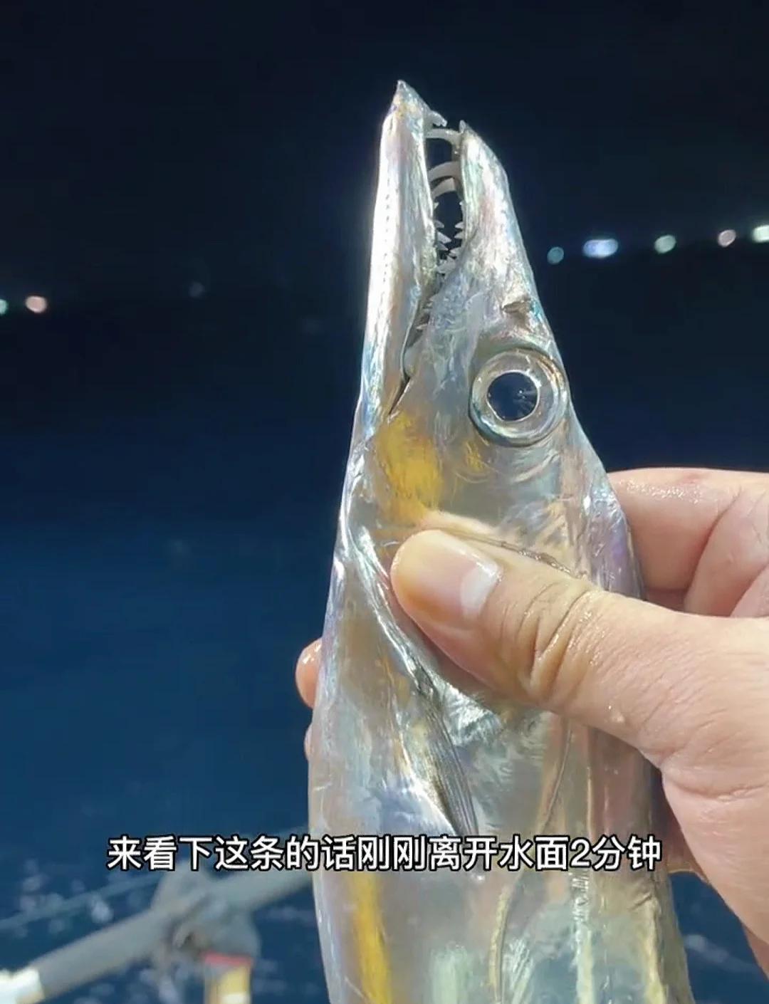 海钓八带鱼技巧(海钓八爪鱼技巧)