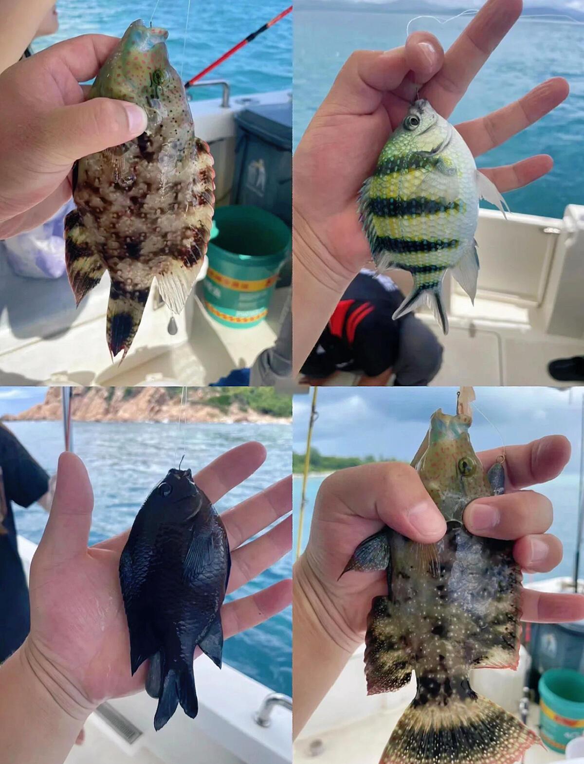 海钓的最佳方法(海钓 方法)