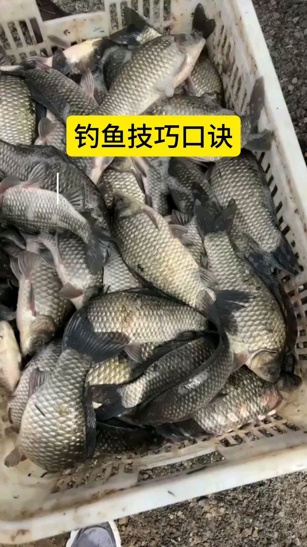 南方夏季水库钓鱼技巧(南方水库冬天钓鲫鱼选位置)