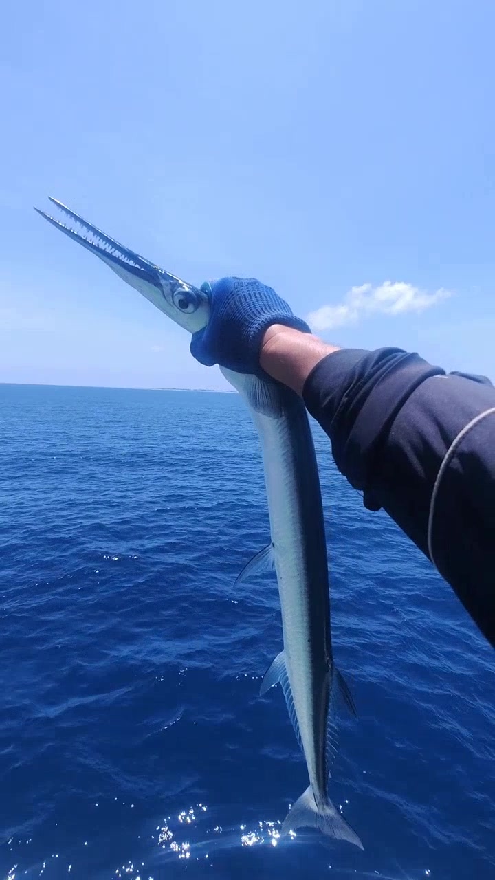 威海钓大针鱼(威海钓针鱼到几月份)