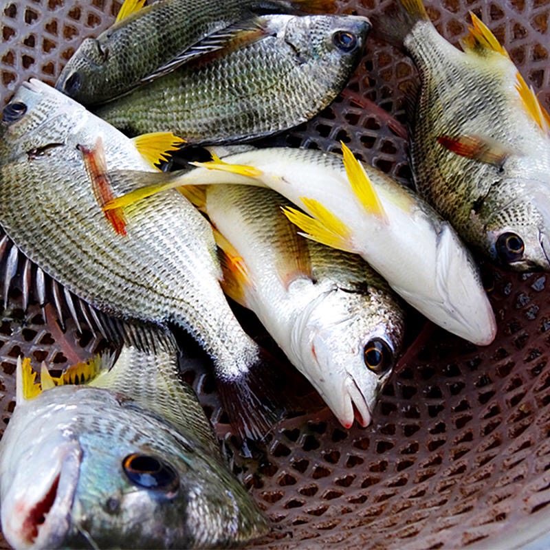 海钓黄翅鱼饵(海钓黄翅的正确方法)