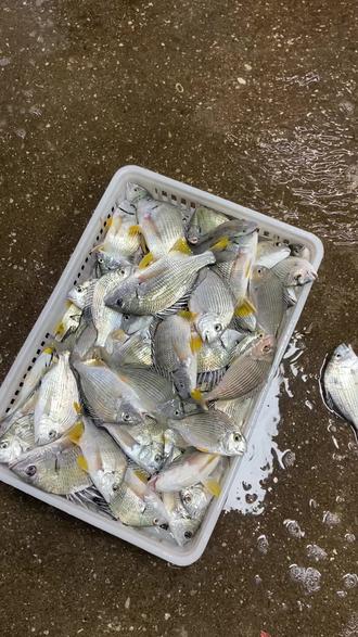海钓黄翅鱼饵(海钓黄翅的正确方法)