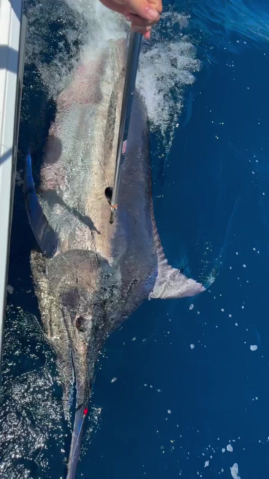 海钓船马林号(海钓大马林鱼)