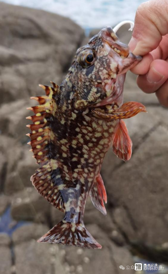 海钓品种石头鱼(海里石头鱼价格多少钱一斤)