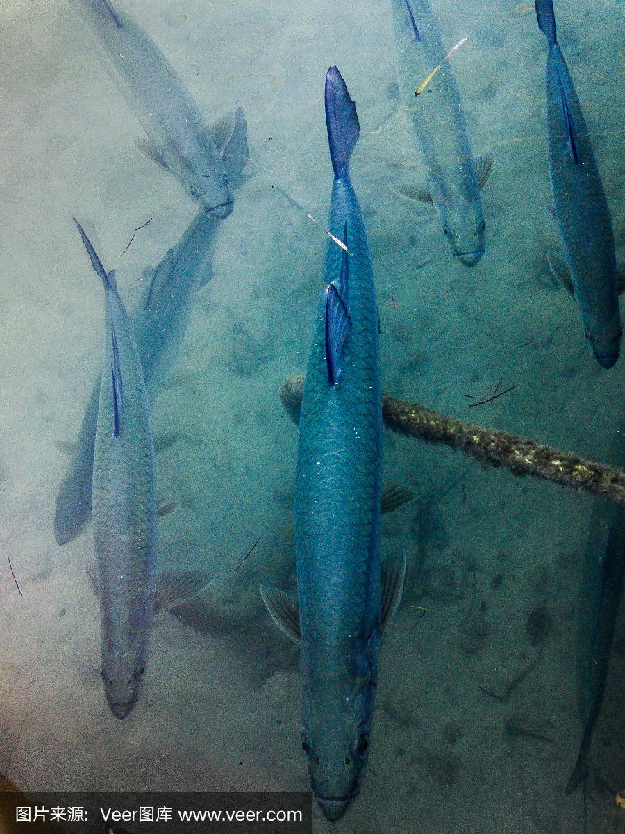 海钓大海鲢鱼视频(海钓钓鲢鱼的安装方法)