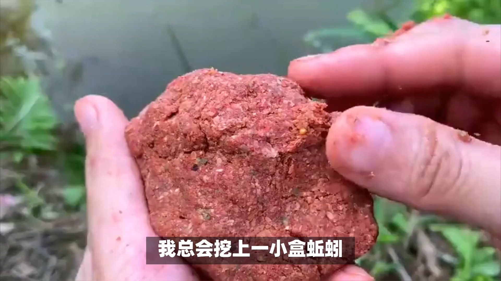 土鲮饵料状态(土鲮 饵料)