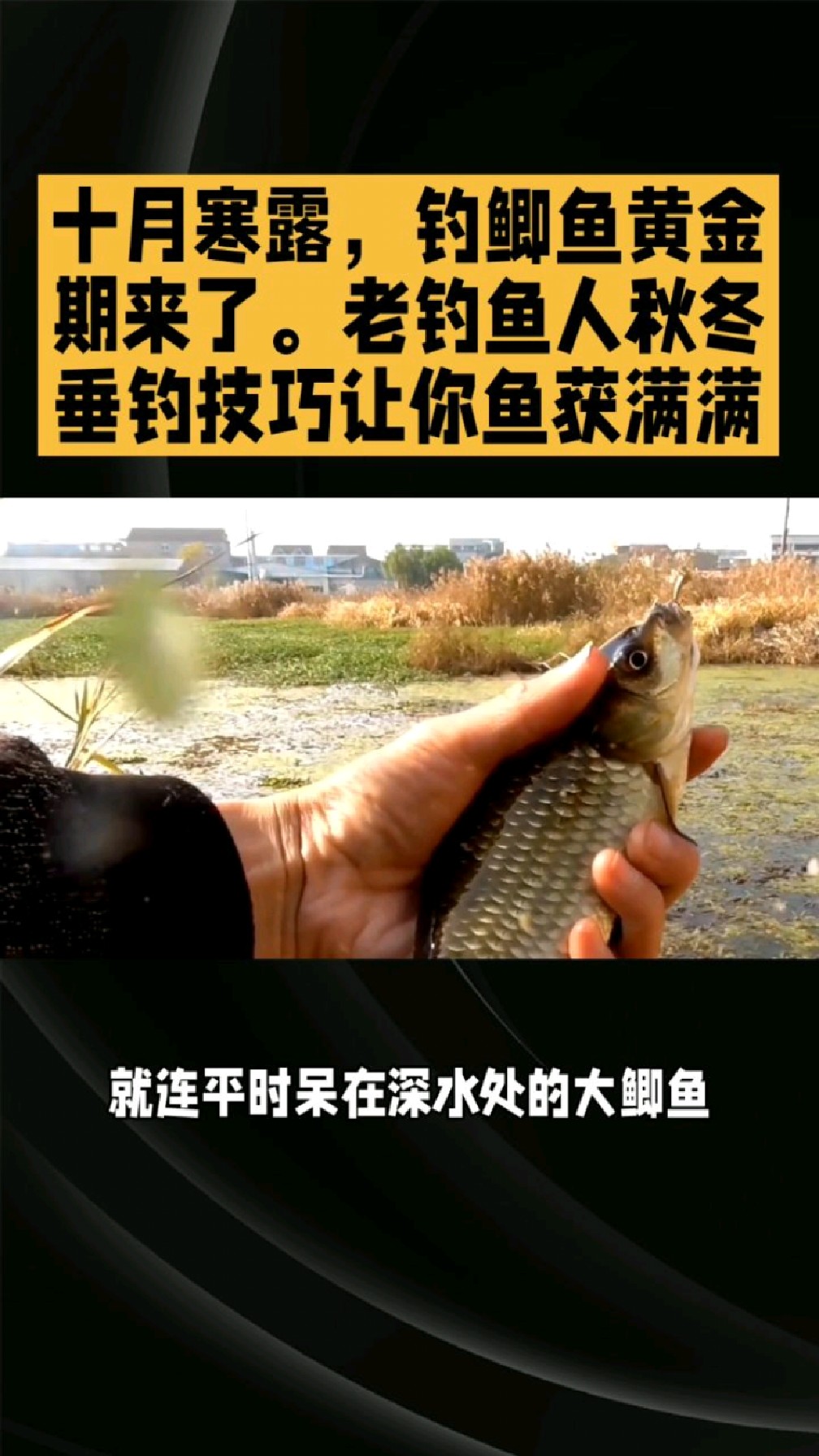 十月钓鱼技巧视频(10月份钓鱼怎么钓)