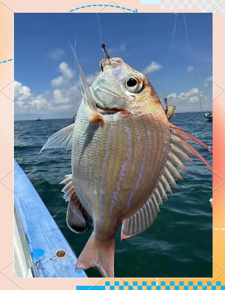 海钓小石斑(海钓小石斑用几号钩)