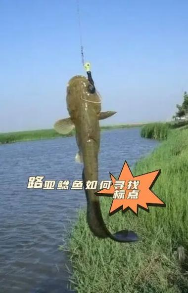 路亚钓大鲶鱼视频(路亚如何钓鲶鱼视频)