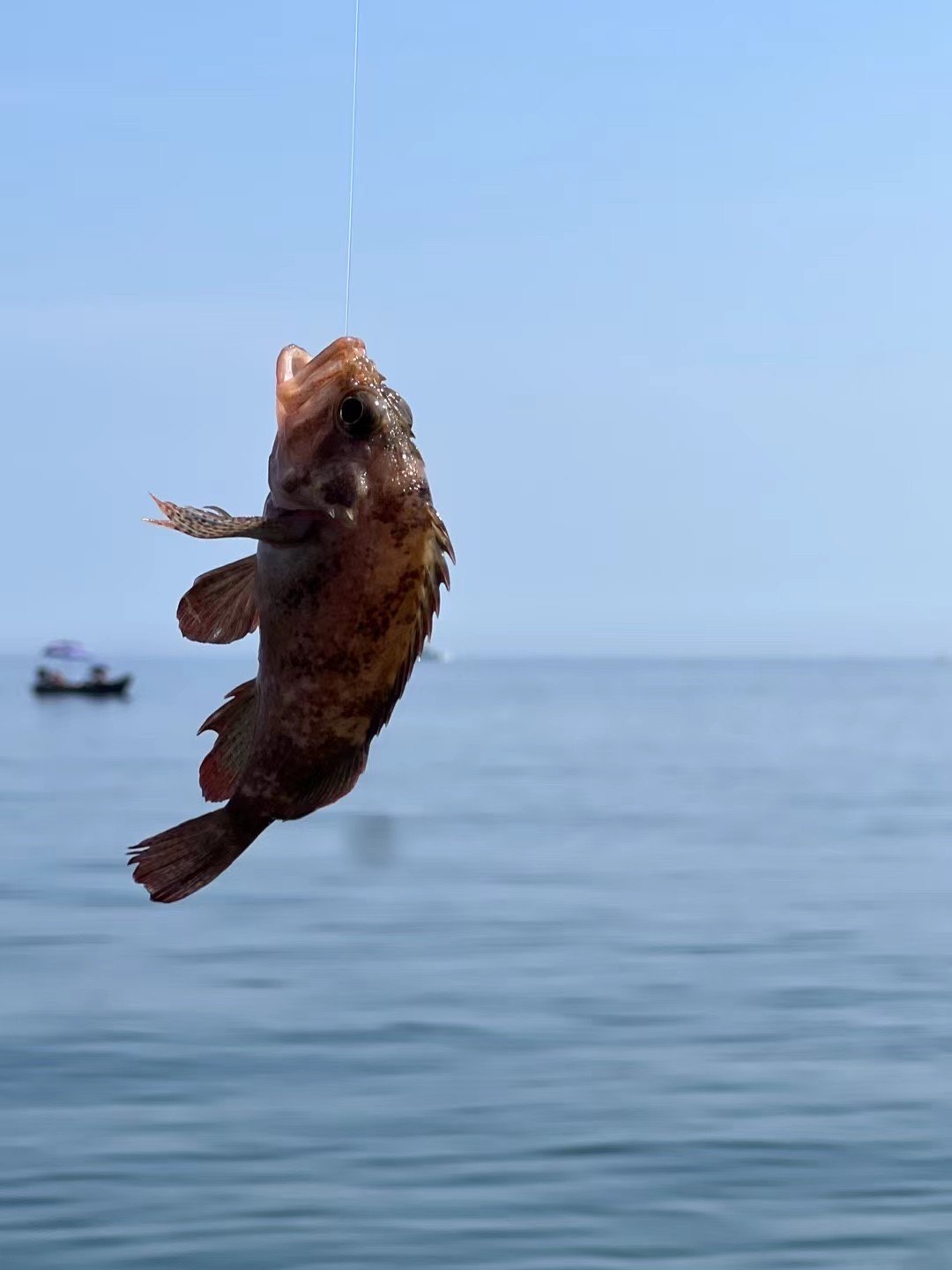 海钓鱼频道直播(海钓鱼频道直播节目)