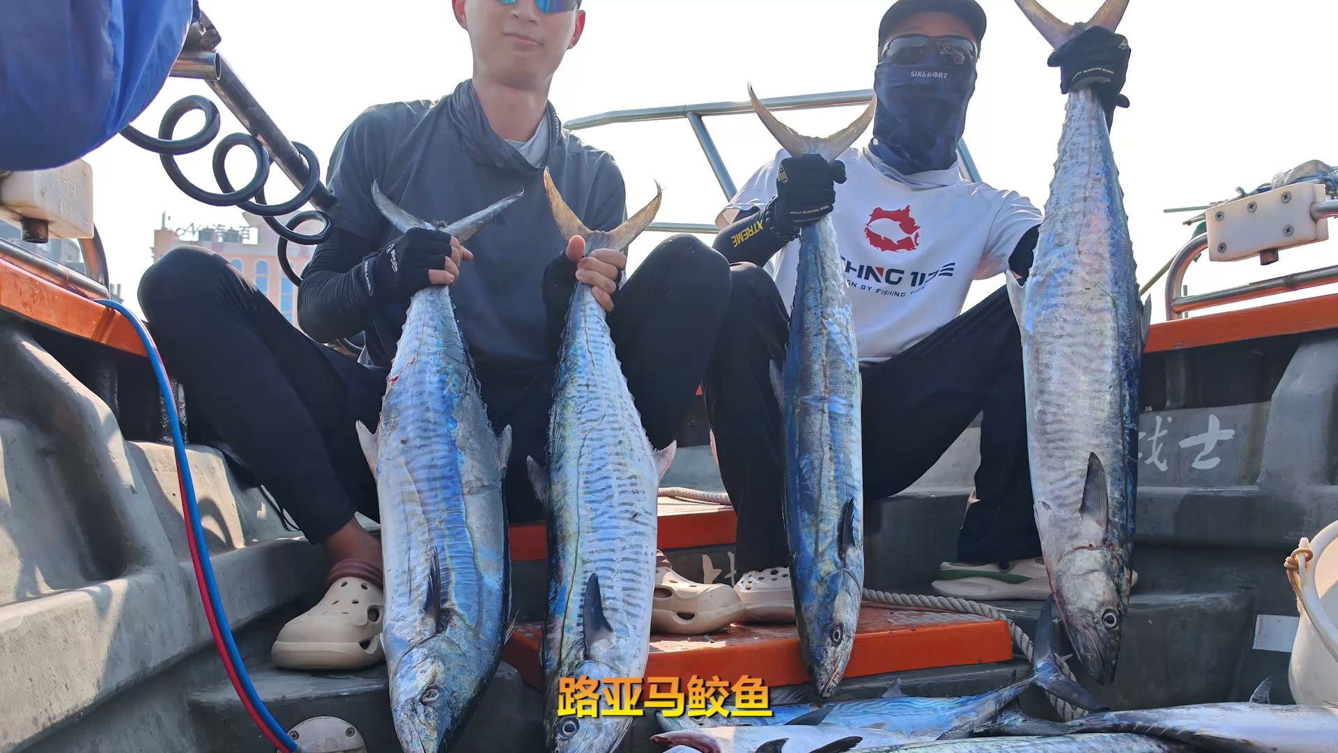 马鲛鱼怎么路亚(马鲛鱼的钓法)
