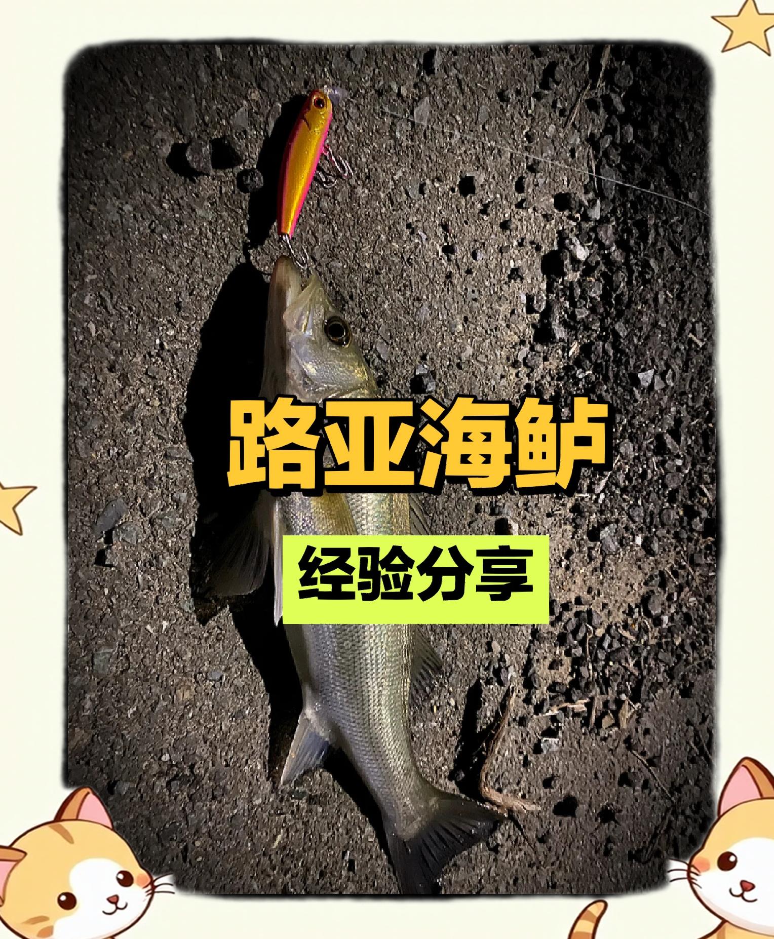 路亚海鲈鱼技巧视频(路亚海鲈鱼手法技巧视频教程)