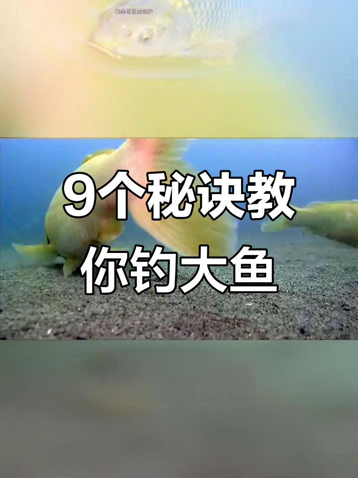 钓鱼拿大鱼技巧(钓大鱼经验技巧)