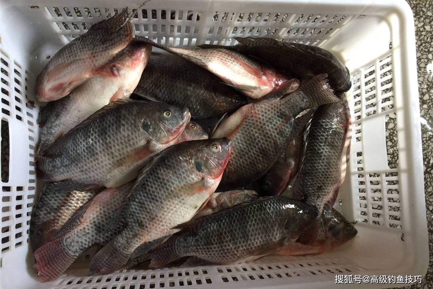 路亚白罗非鱼(白罗非怎么路亚)
