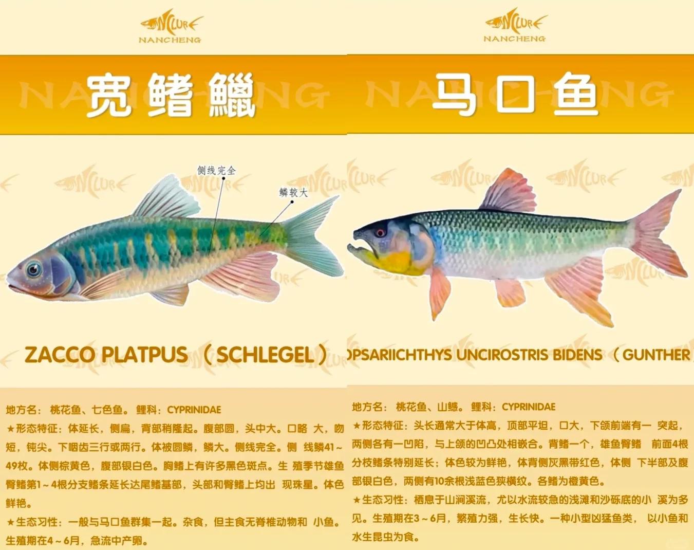 水草多怎么路亚(在有水草的水里怎么使用路亚竿)