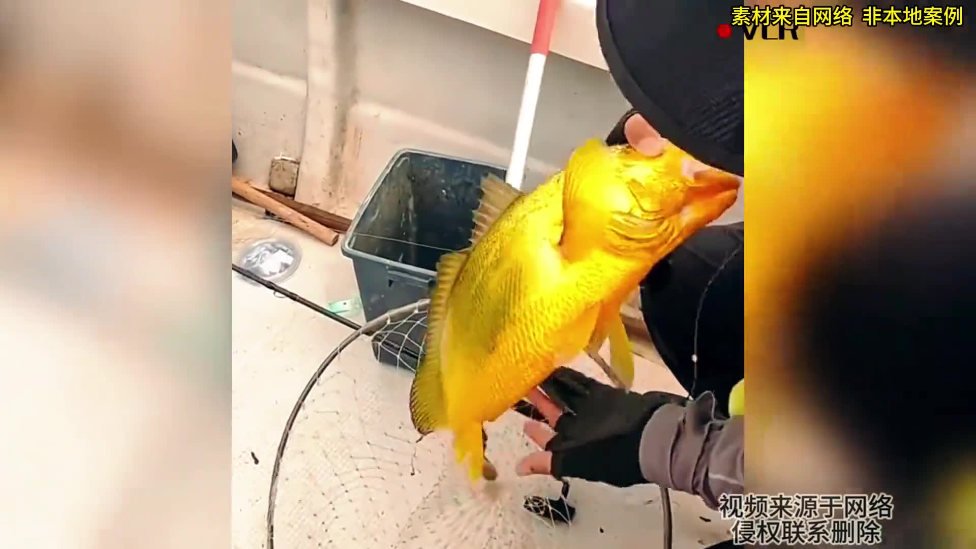 海钓黄鱼技巧视频(海钓黄鱼技巧视频讲解)