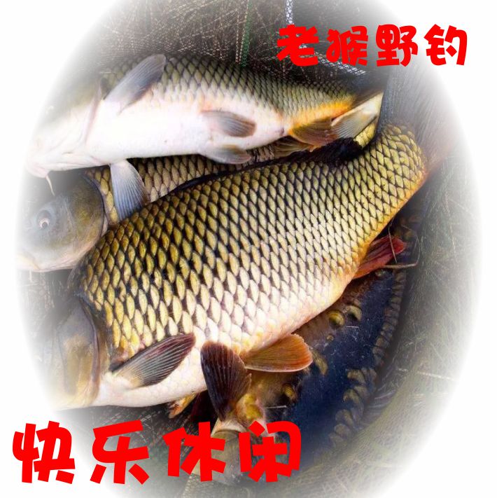 11月深秋钓鲫鱼技巧(十一月钓鲫鱼钓多深)