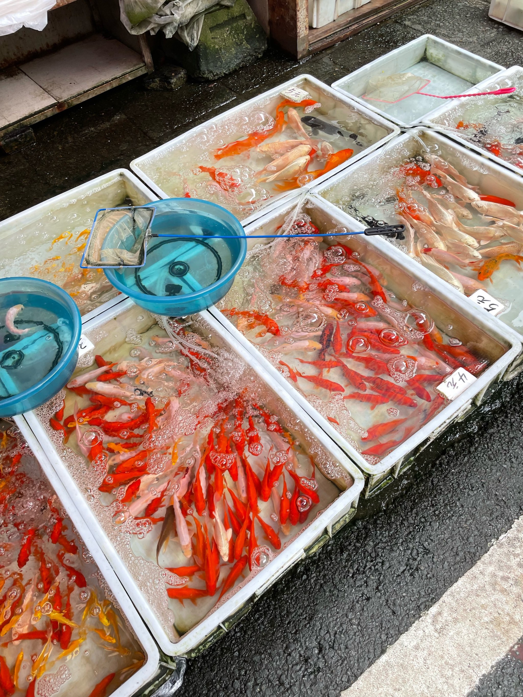沙坪坝卖渔具线虫(重庆线虫批发)