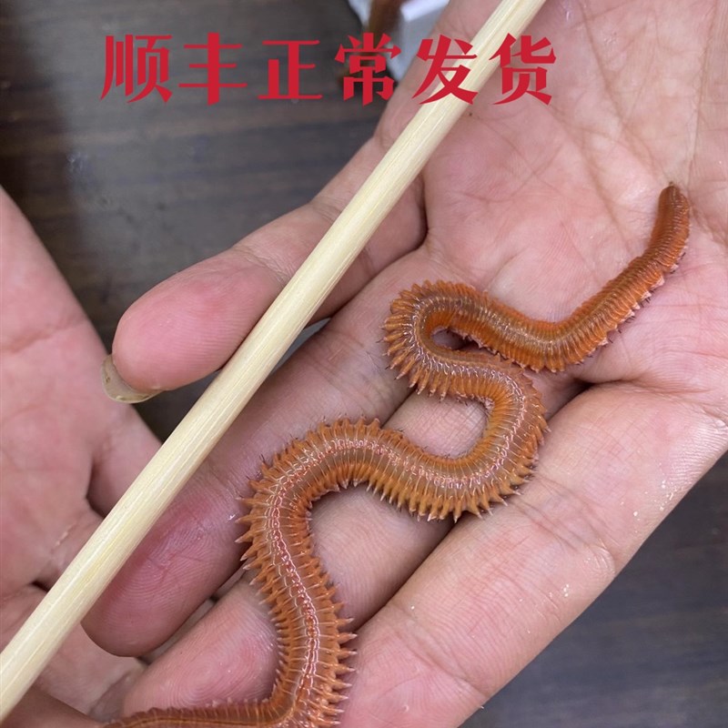 海钓青虫有毒(青虫能钓到什么海鱼鱼)