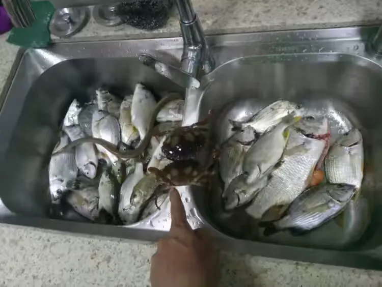 汕尾海钓时间(汕尾出海钓鱼)
