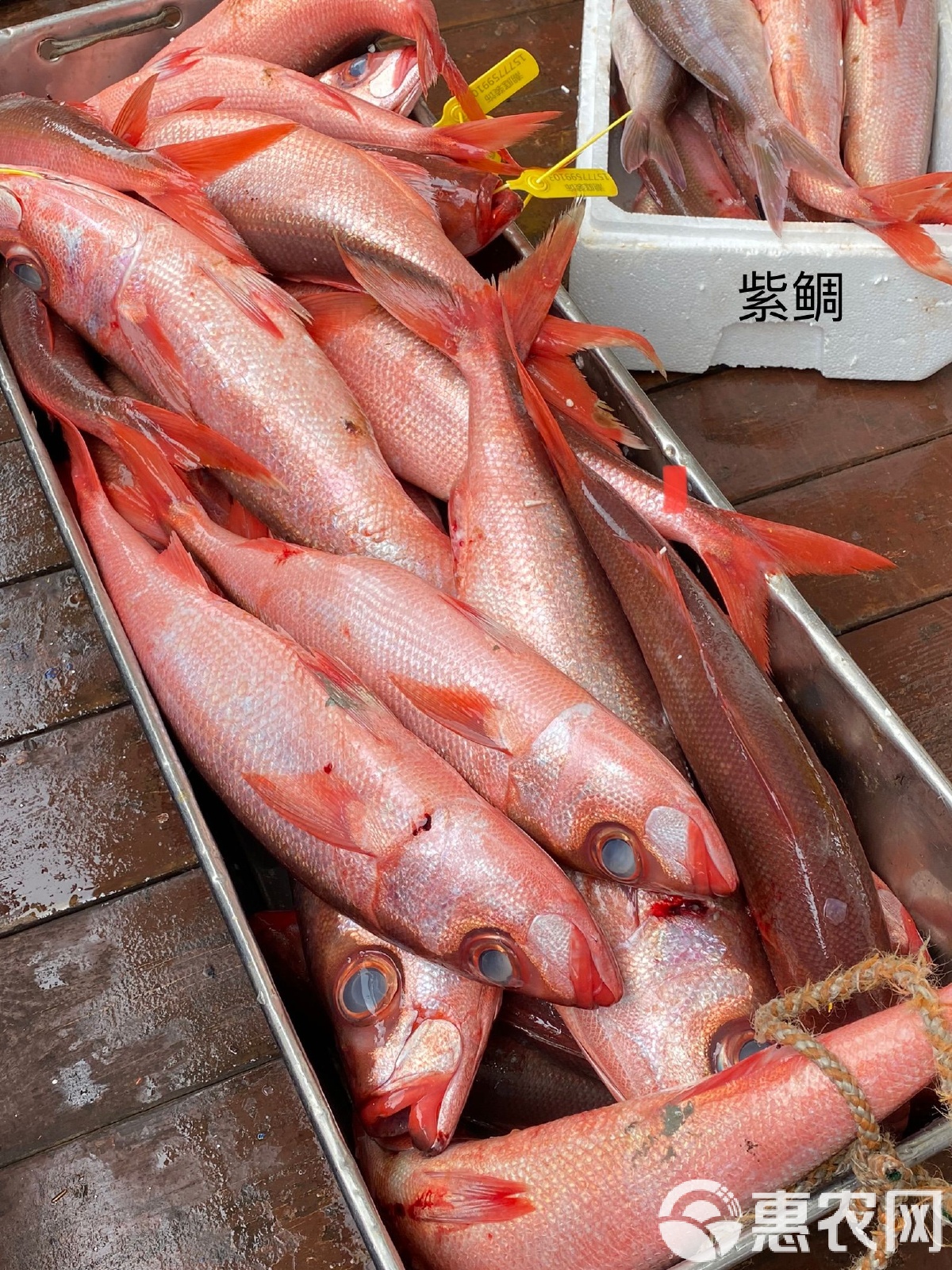海钓鲷鱼钓浮还是钓底(海钓钓鲷鱼如何选钓点)