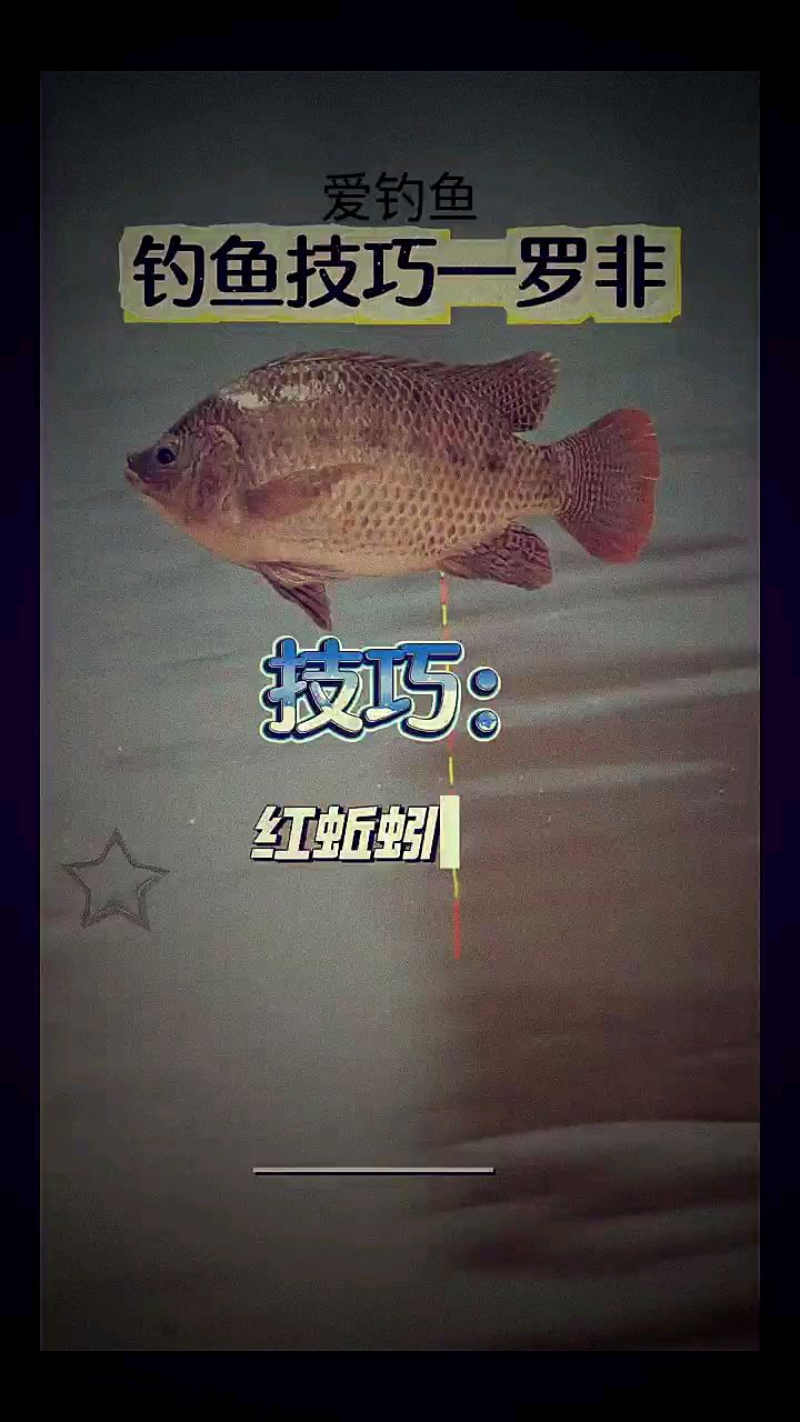 用蚯蚓钓罗非技巧(蚯蚓能钓罗飞鱼?)