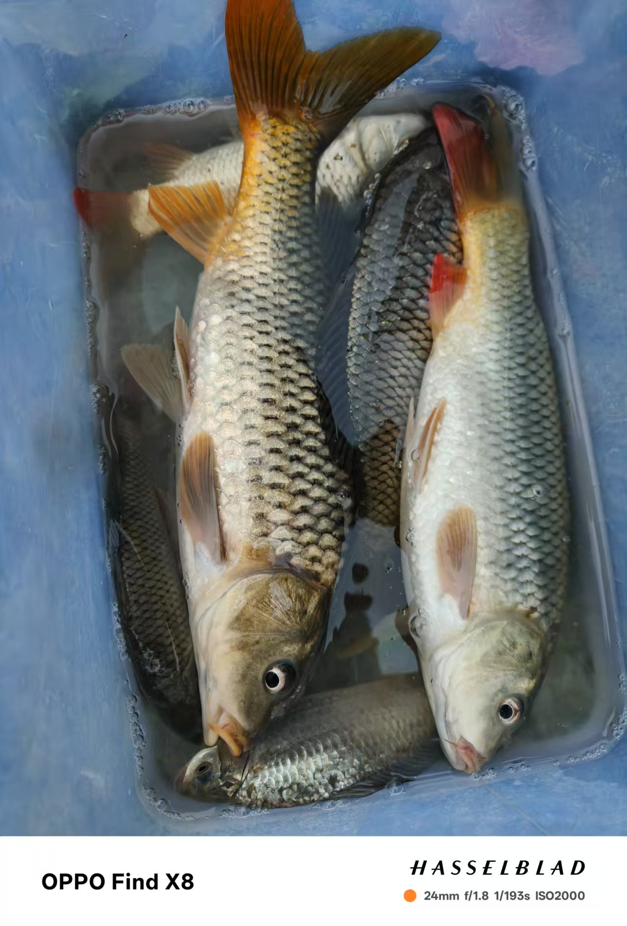 冬天东海钓什么鱼(冬天可以海钓的鱼种)