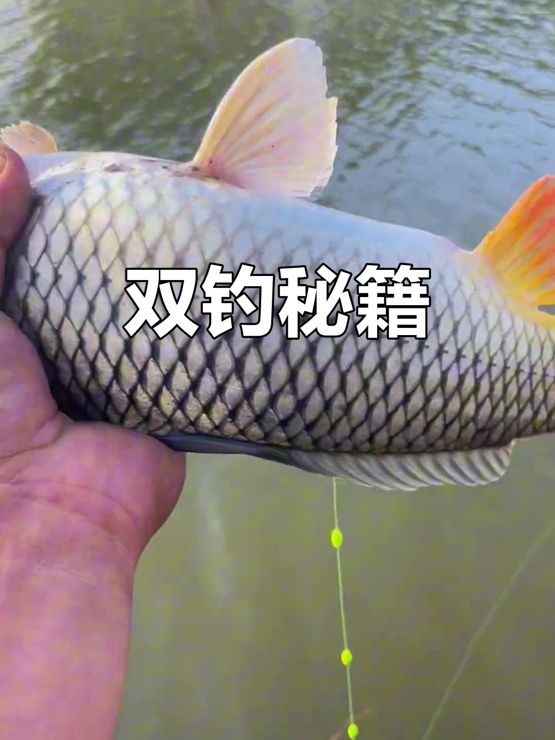 冬季钓鲫鱼鲤鱼技巧视频(冬季钓鲫鱼鲤鱼用什么方法最好)