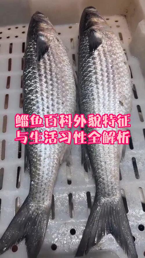 钓鱼钓鱼技巧如何钓鲻鱼(怎么钓鮰鱼?)