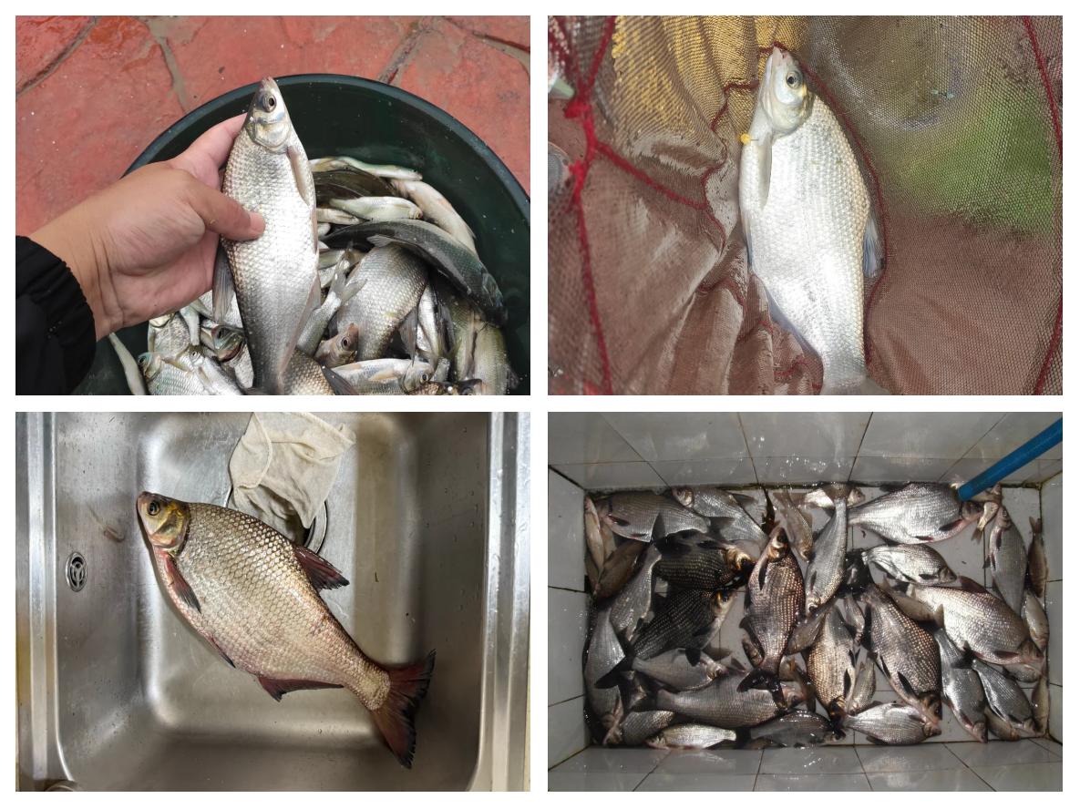 浮钓鳊鱼的技巧和方法(鲮鱼钓法浮标视频)