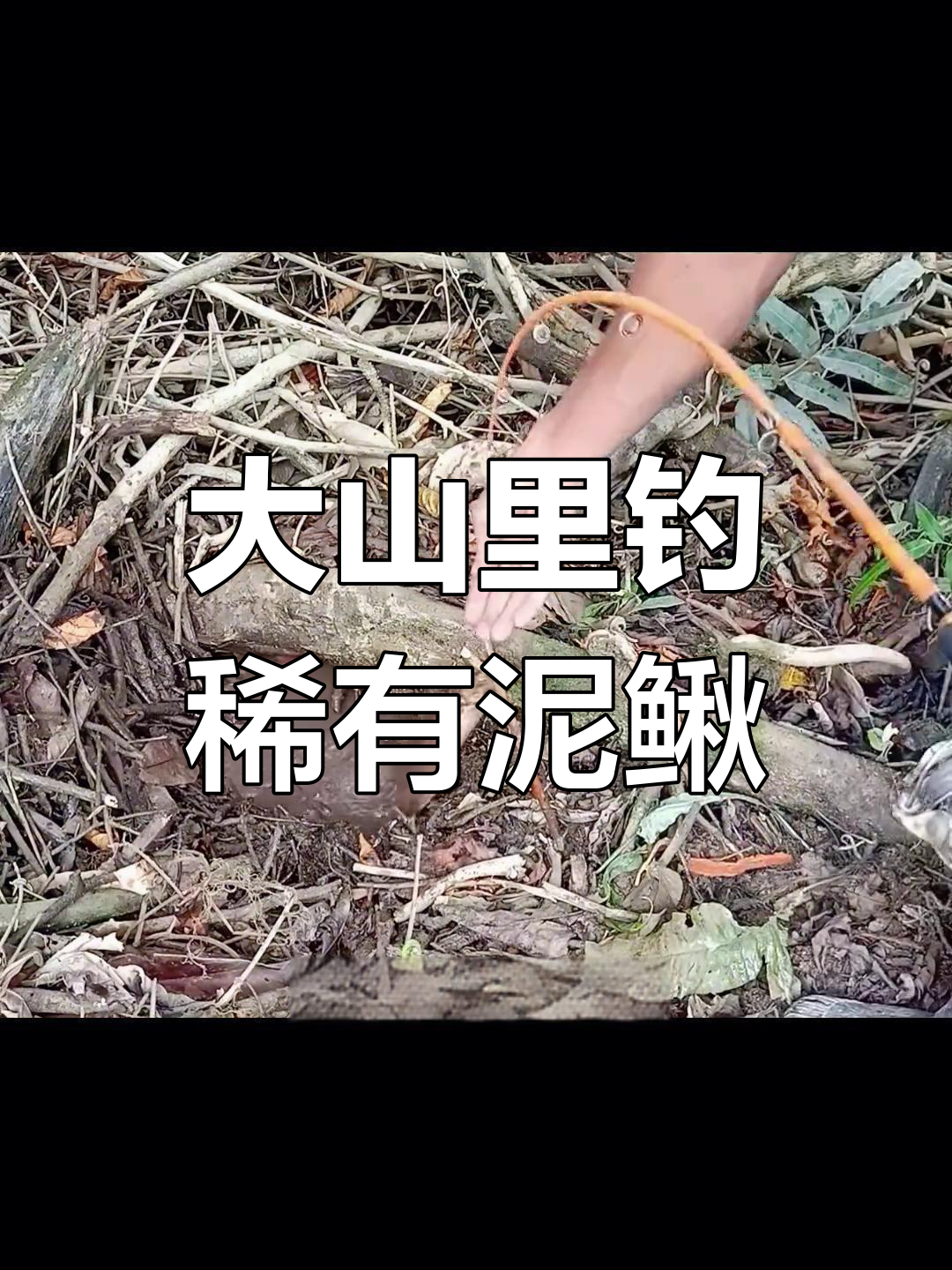 泥鳅海钓(泥鳅海钓视频)
