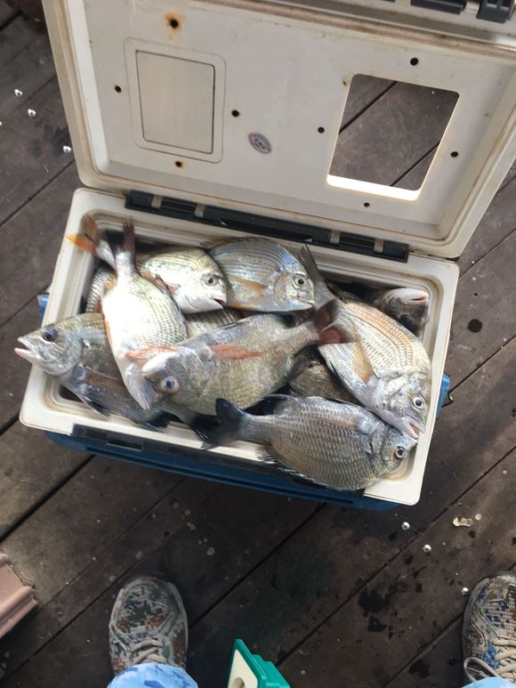 文昌海钓地点不用出海(文昌钓鱼淡水鱼地方)
