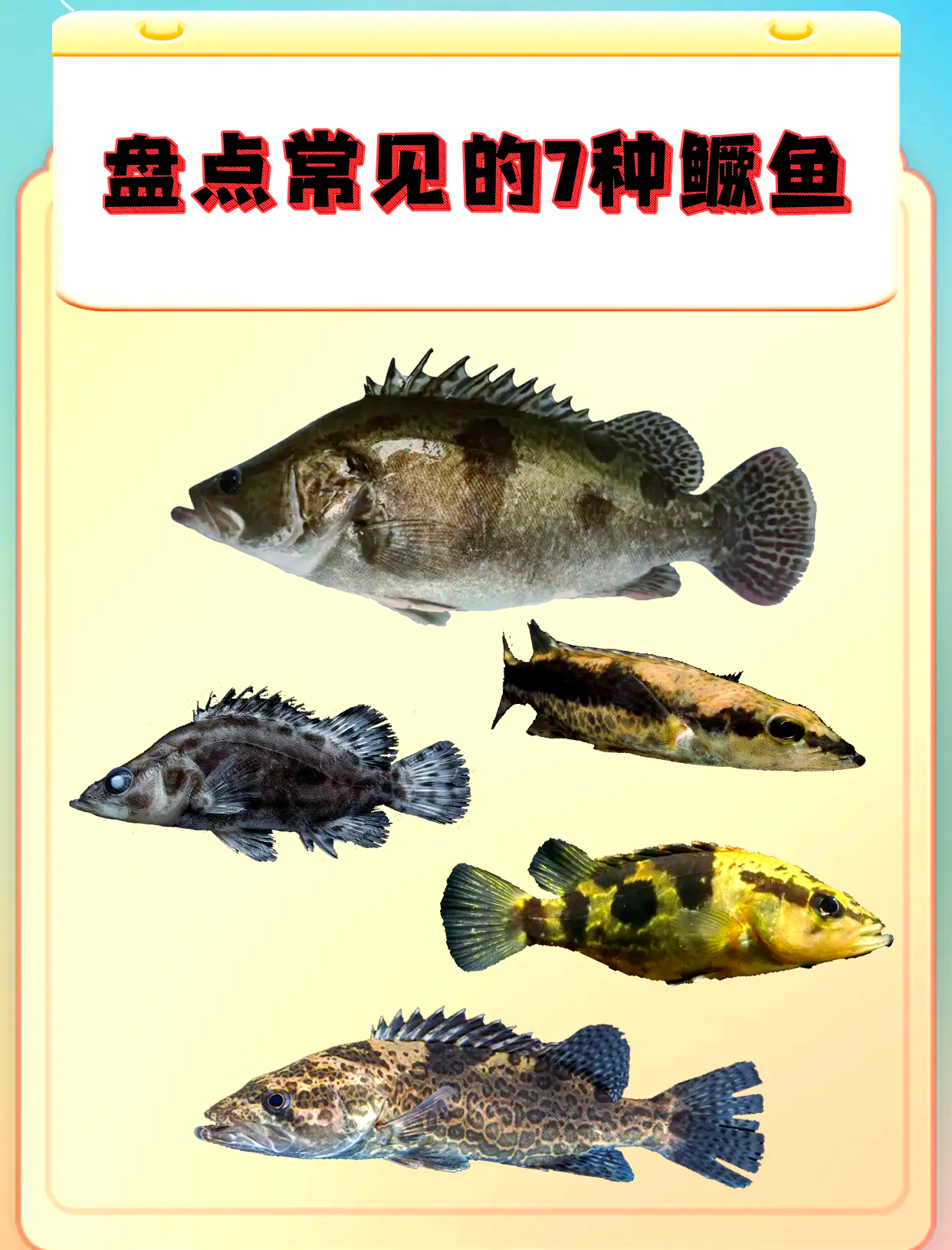 路亚海桂鱼(路亚桂鱼用假饵图)