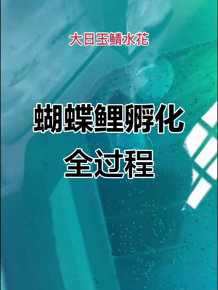 鲤鱼产卵期用什么饵料(鲤鱼产卵期间到底吃不吃食)