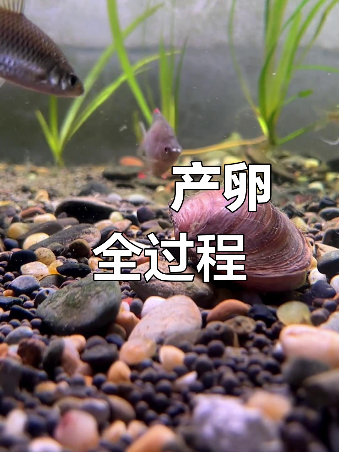 鲤鱼产卵期用什么饵料(鲤鱼产卵期间到底吃不吃食)