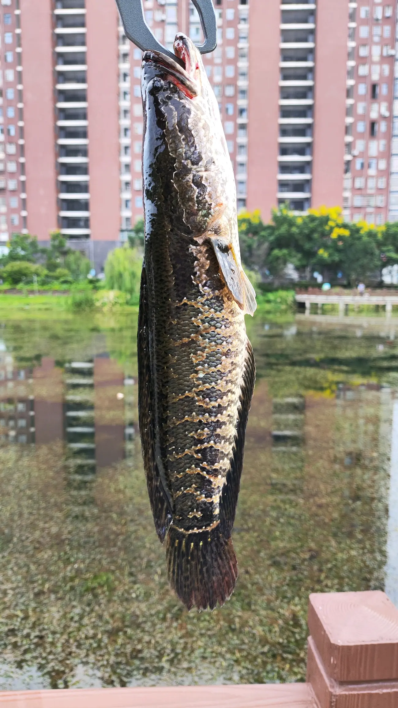德阳路亚黑鱼(路亚黑鱼图片)