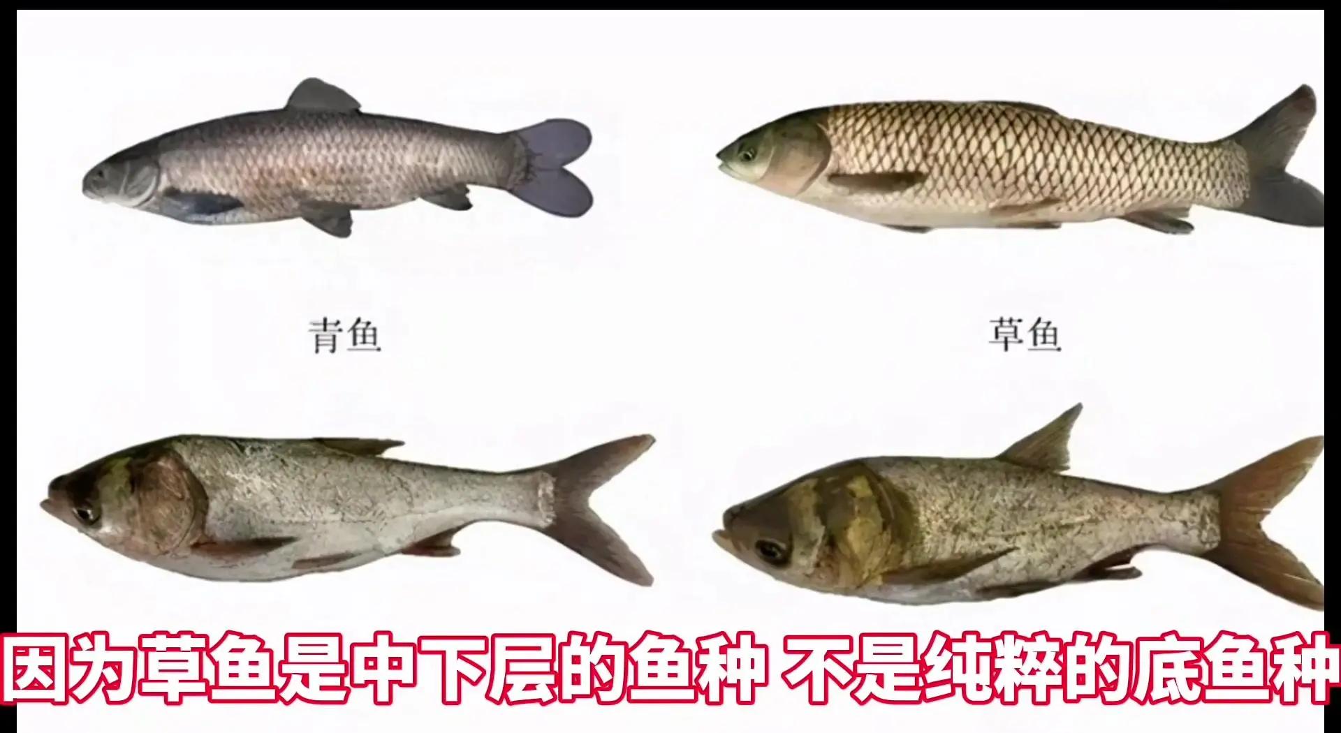 夏季野钓草鱼技巧(夏季野钓草鱼的技巧)
