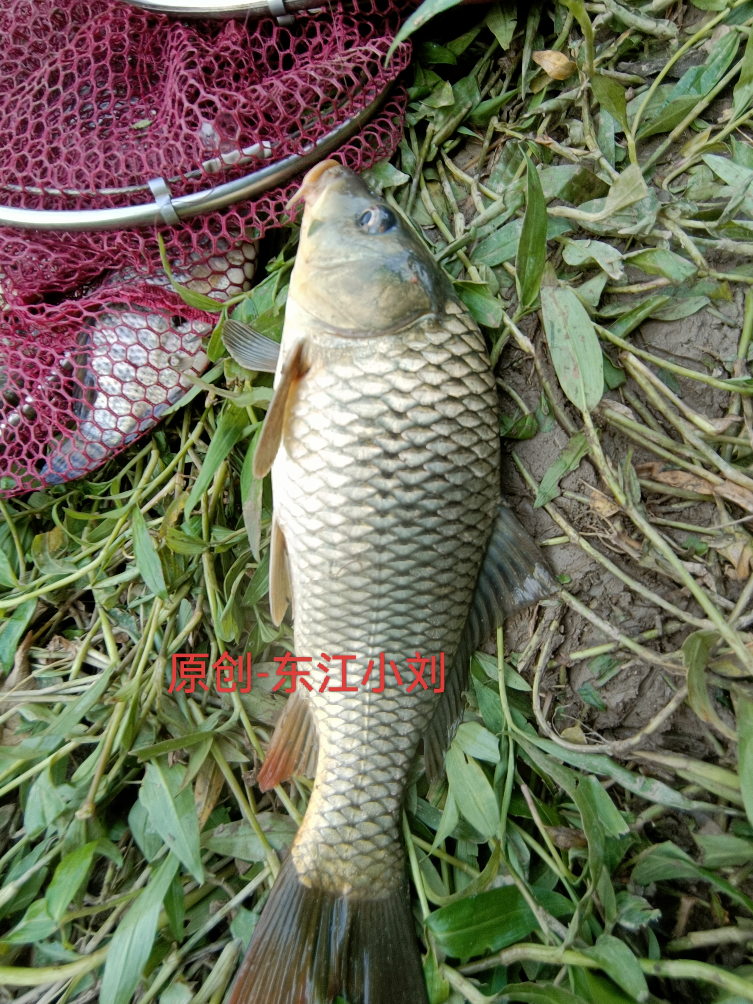 冬天钓泰鲮技巧(泰鲮钓底还是钓浮)