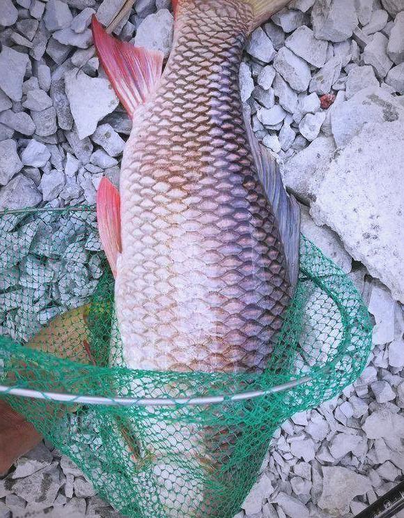 冬天钓泰鲮技巧(泰鲮钓底还是钓浮)
