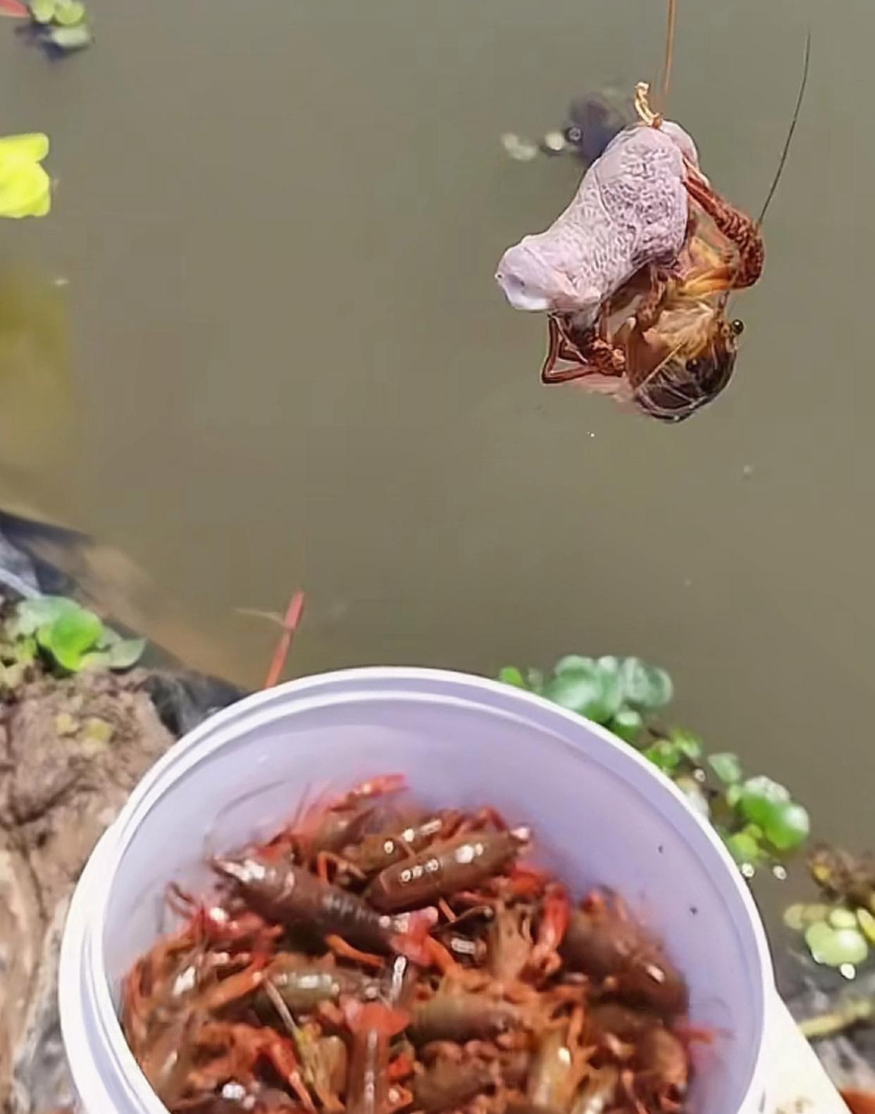 用鸡肠海钓(用鸡肠海钓能钓到什么鱼)