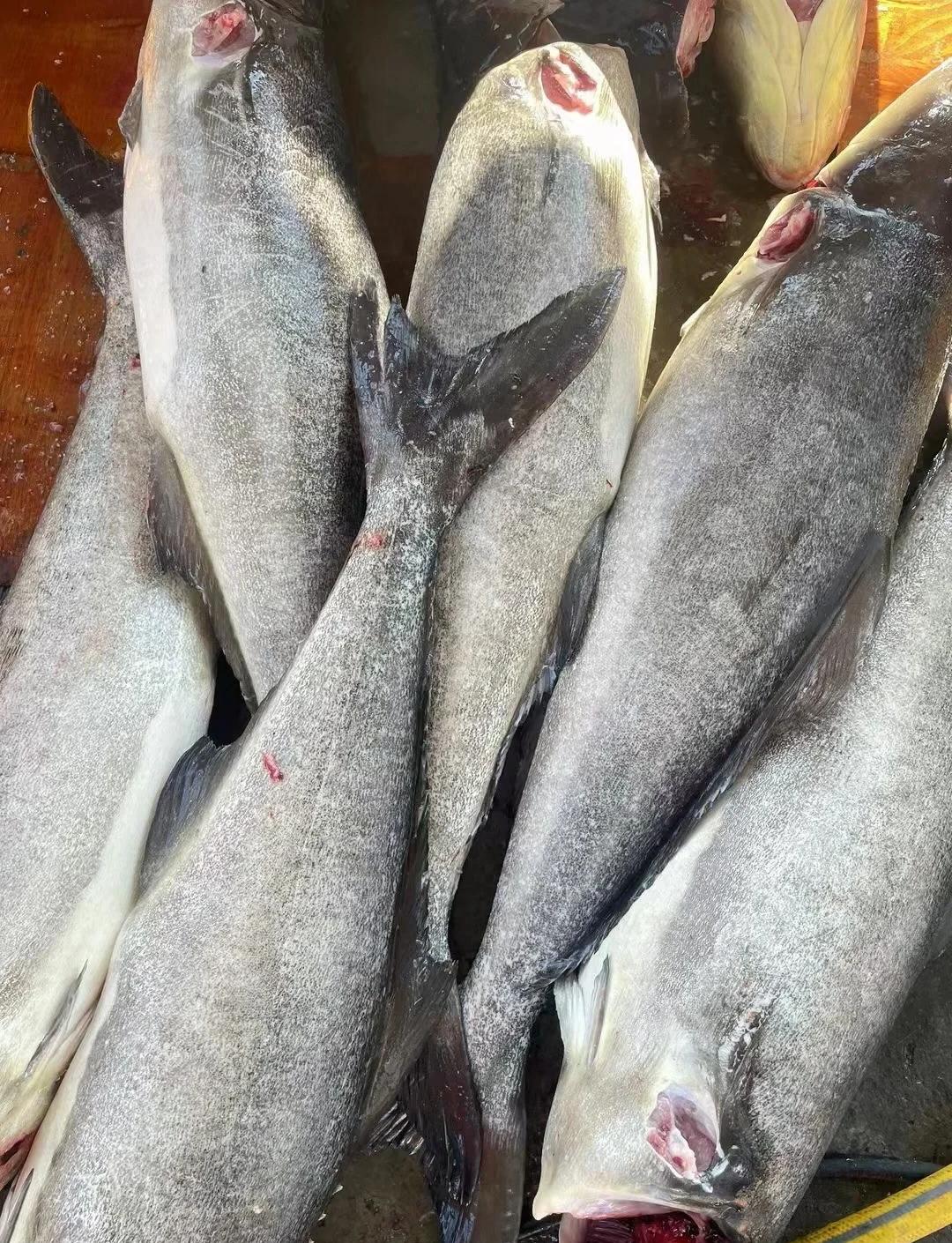 海钓用鸡肝能钓什么鱼(鸡肝钓鱼都钓些什么鱼)