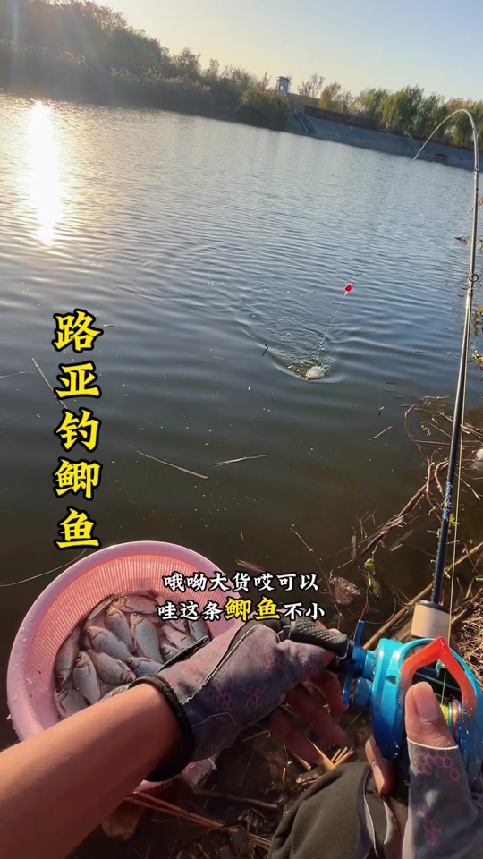 路亚河鲫鱼(路亚鲫鱼视频教程)