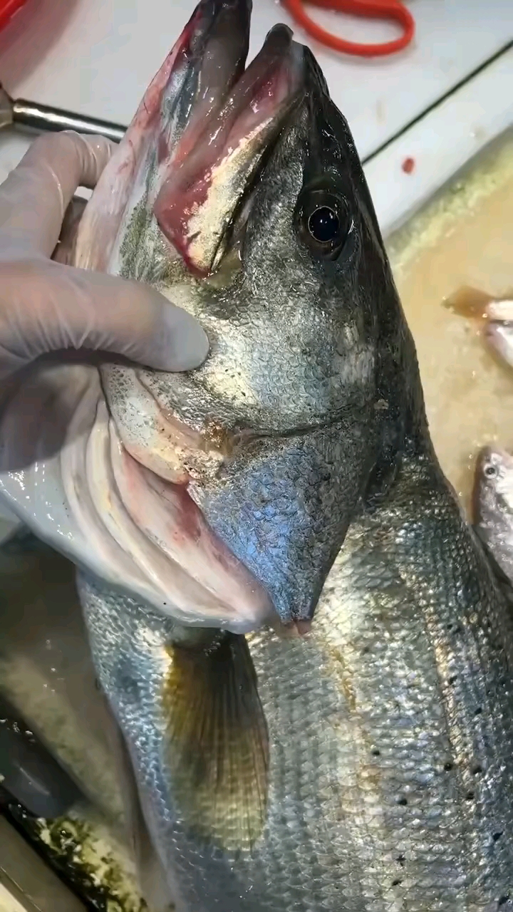 海钓鲈鱼啥鱼钩好(海鲈用什么钩)
