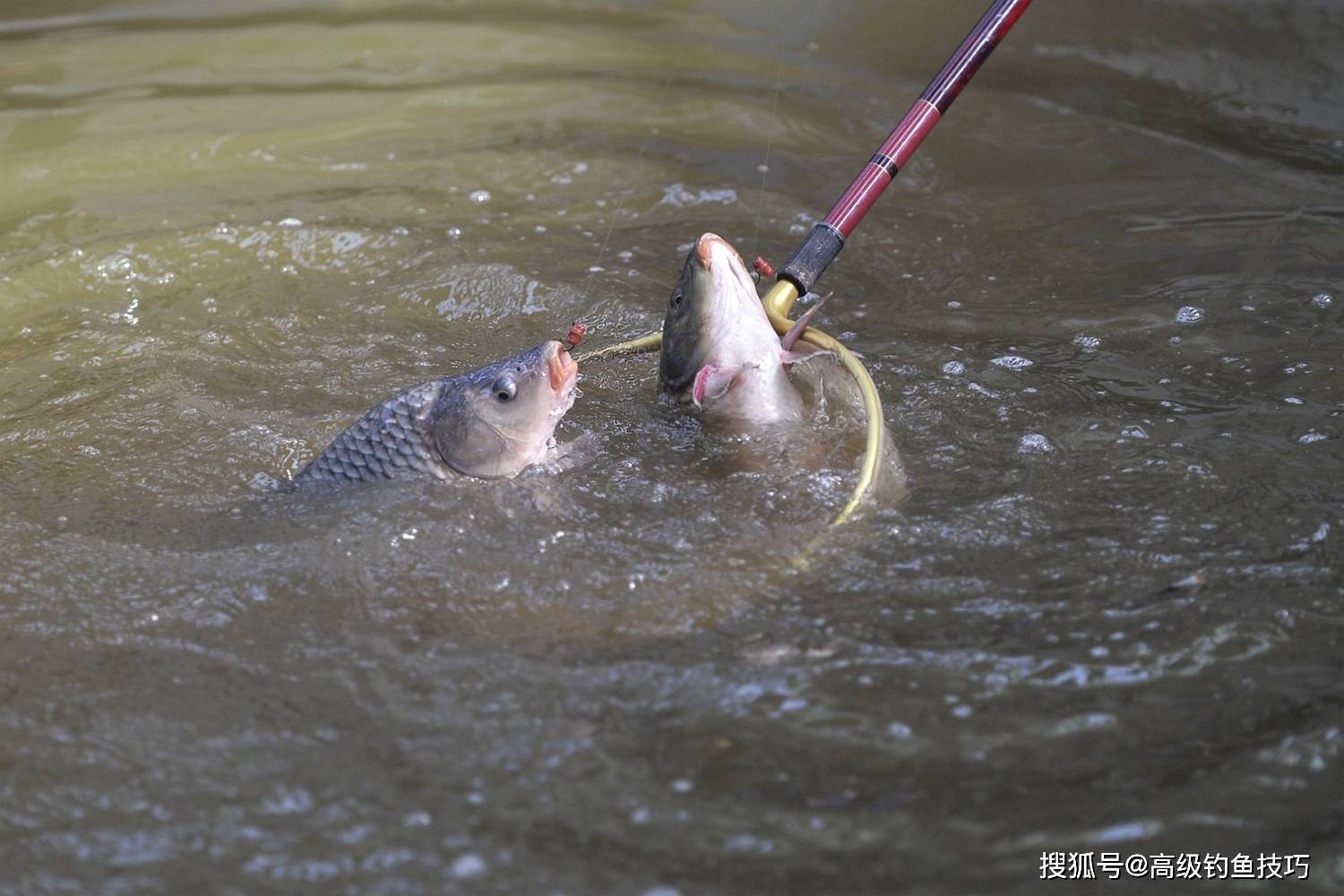 偷驴技巧黑坑鲤鱼(黑坑偷驴视频钓鱼视频鲤鱼)