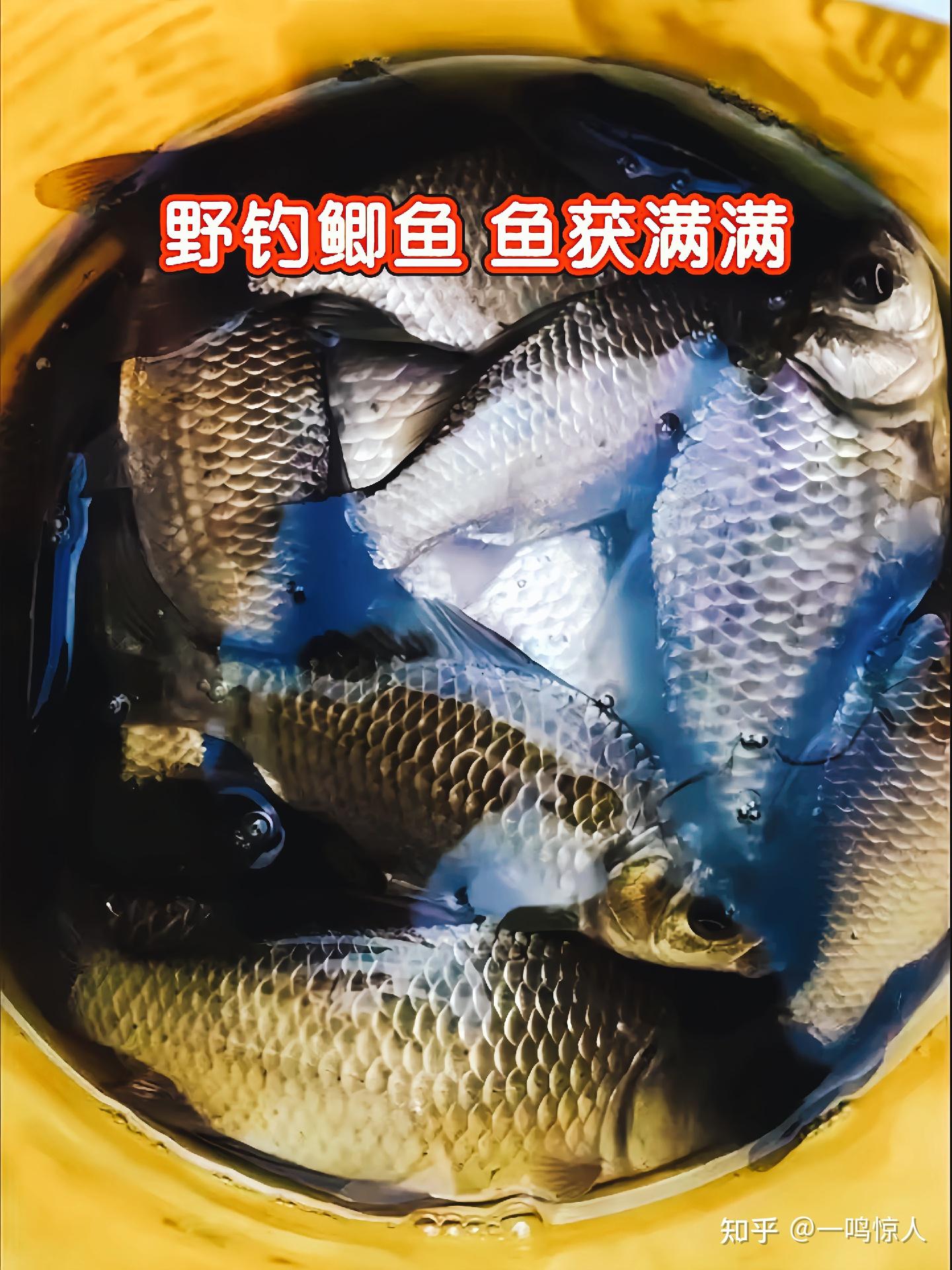 钓鱼饵料一鸣响(钓鱼的鱼饵有哪些)