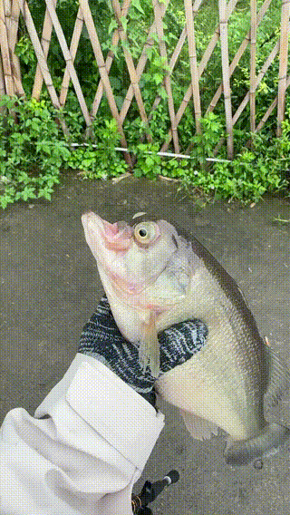 鲈鱼海钓视频大全(海上钓鲈鱼视频)