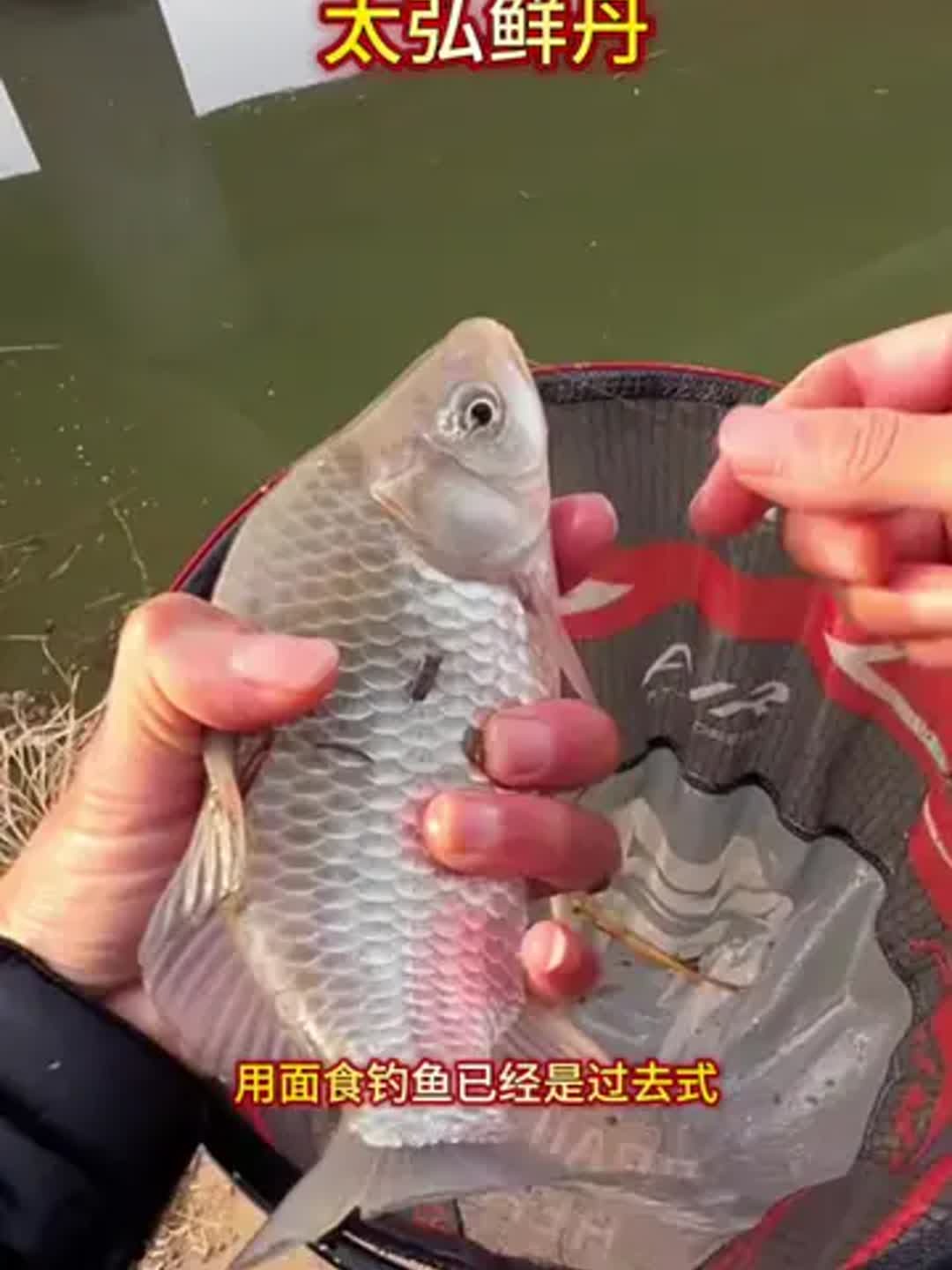 杂鱼多水域钓鲫鱼技巧(杂鱼多用什么饵料)