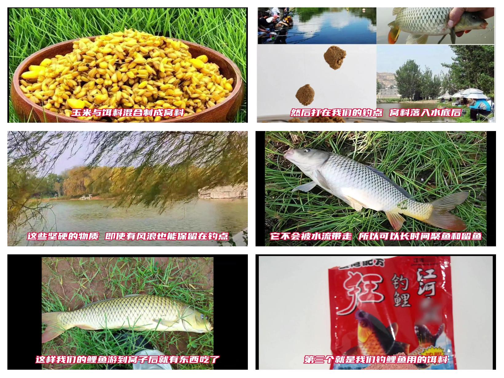野湖钓鲤鱼技巧(野河逗钓鲤鱼最佳方法)